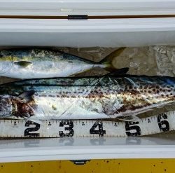 火遠理丸(ほおりまる) 釣果