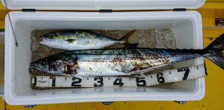 火遠理丸(ほおりまる) 釣果