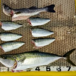 火遠理丸(ほおりまる) 釣果