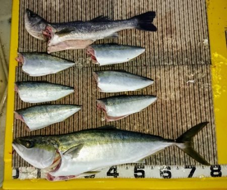 火遠理丸（ほおりまる） 釣果