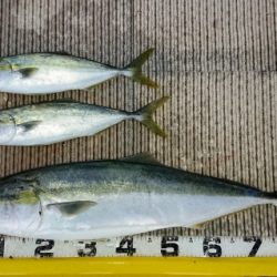 火遠理丸(ほおりまる) 釣果