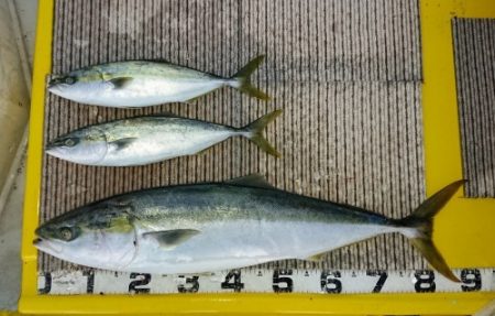 火遠理丸(ほおりまる) 釣果