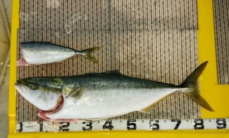 火遠理丸(ほおりまる) 釣果