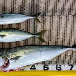 火遠理丸(ほおりまる) 釣果