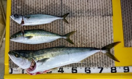 火遠理丸(ほおりまる) 釣果