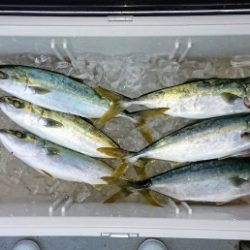 火遠理丸(ほおりまる) 釣果