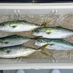 火遠理丸(ほおりまる) 釣果