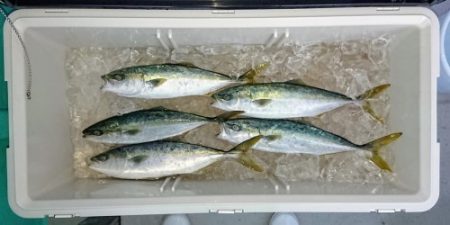 火遠理丸(ほおりまる) 釣果