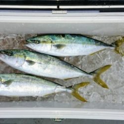 火遠理丸(ほおりまる) 釣果