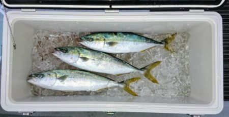 火遠理丸(ほおりまる) 釣果