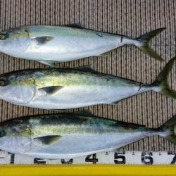 火遠理丸(ほおりまる) 釣果