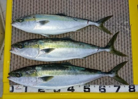 火遠理丸(ほおりまる) 釣果