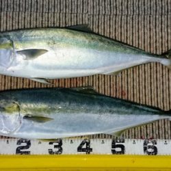 火遠理丸(ほおりまる) 釣果