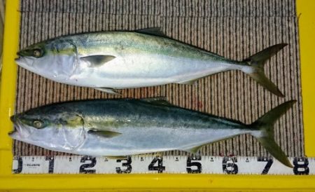 火遠理丸(ほおりまる) 釣果