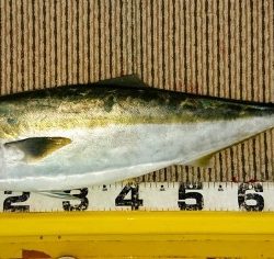 火遠理丸(ほおりまる) 釣果