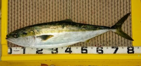 火遠理丸(ほおりまる) 釣果