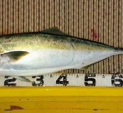 火遠理丸(ほおりまる) 釣果