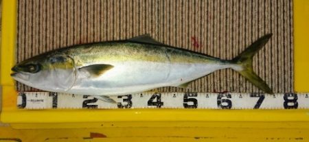 火遠理丸(ほおりまる) 釣果