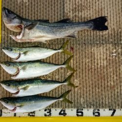 火遠理丸(ほおりまる) 釣果