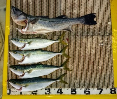 火遠理丸(ほおりまる) 釣果