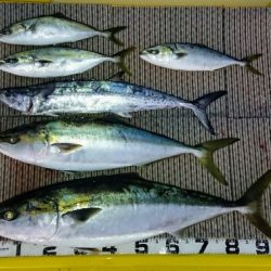 火遠理丸(ほおりまる) 釣果