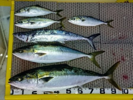 火遠理丸（ほおりまる） 釣果