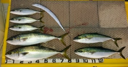 火遠理丸(ほおりまる) 釣果