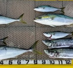 火遠理丸(ほおりまる) 釣果