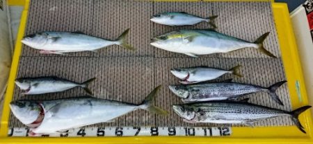 火遠理丸(ほおりまる) 釣果