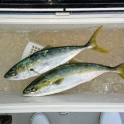 火遠理丸(ほおりまる) 釣果