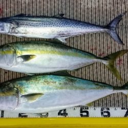 火遠理丸(ほおりまる) 釣果