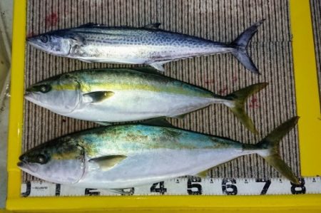 火遠理丸(ほおりまる) 釣果