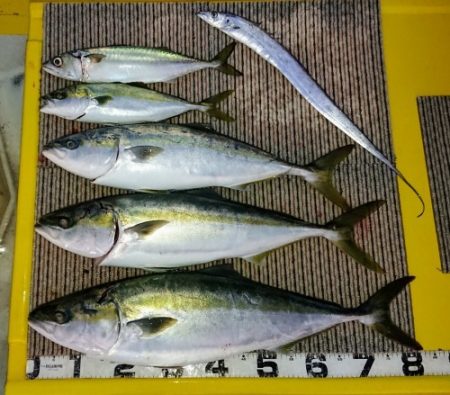 火遠理丸(ほおりまる) 釣果