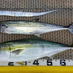 火遠理丸(ほおりまる) 釣果