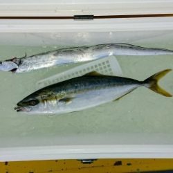 火遠理丸(ほおりまる) 釣果