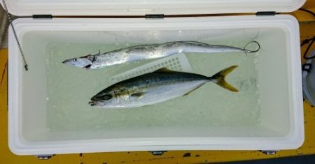 火遠理丸(ほおりまる) 釣果