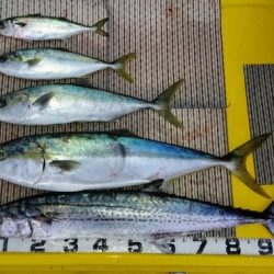 火遠理丸（ほおりまる） 釣果