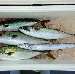 火遠理丸（ほおりまる） 釣果