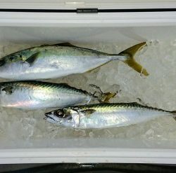 火遠理丸（ほおりまる） 釣果