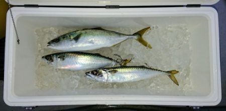 火遠理丸（ほおりまる） 釣果