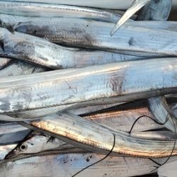 遊漁船 ニライカナイ 釣果