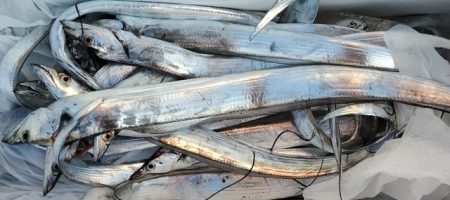 遊漁船 ニライカナイ 釣果