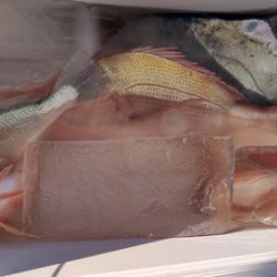 遊漁船 新鋭丸 釣果