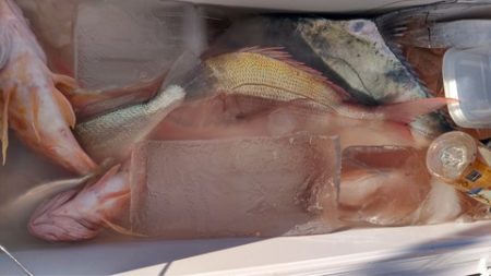 遊漁船 新鋭丸 釣果