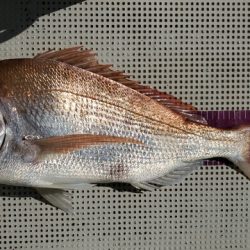 遊漁船 ニライカナイ 釣果