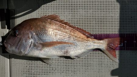 遊漁船 ニライカナイ 釣果