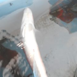 こうゆう丸 釣果