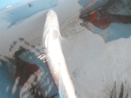 こうゆう丸 釣果