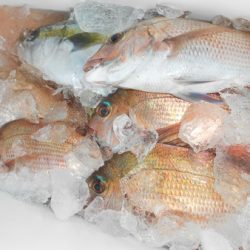 こうゆう丸 釣果