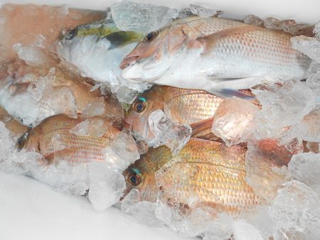 こうゆう丸 釣果